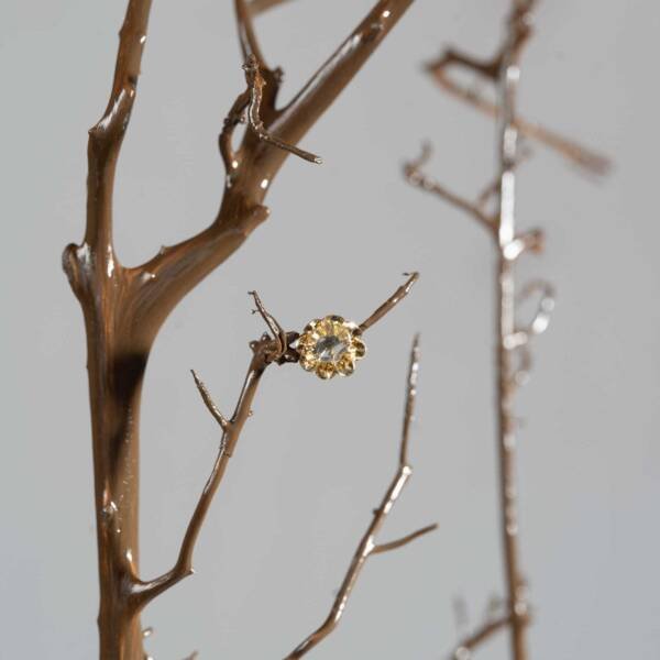 Fossilised - Image 5